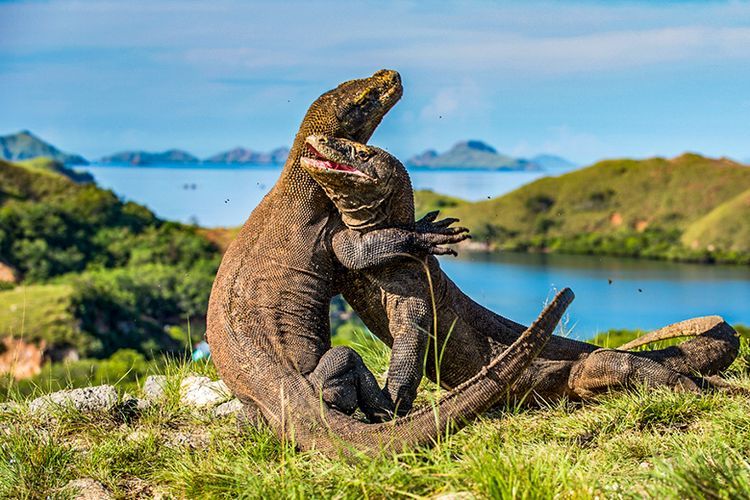 Pesona Wisata Taman Nasional: Menjelajahi Keindahan Alam Indonesia