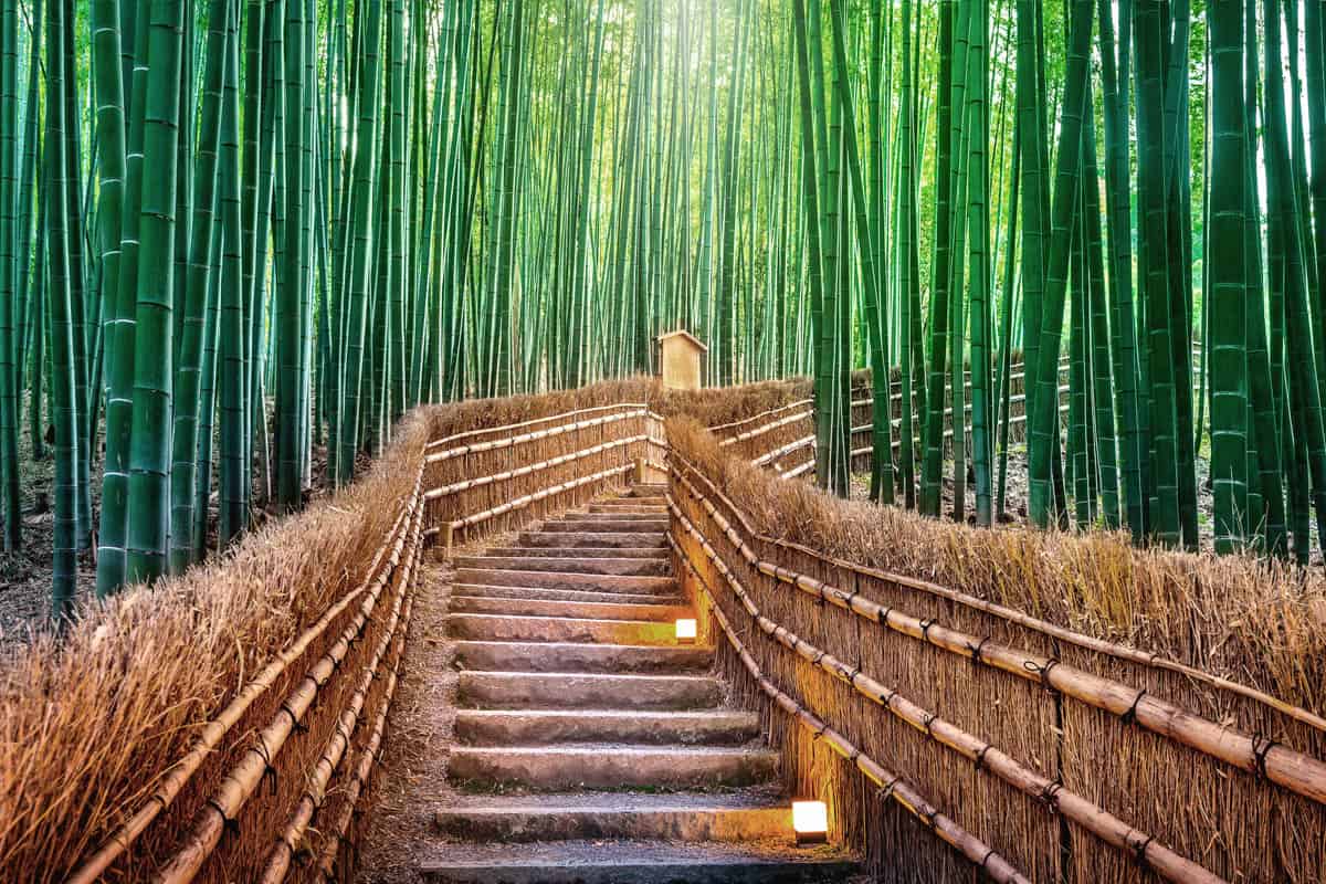 Arashiyama Bamboo Grove: Keajaiban Alam yang Memukau di Kyoto