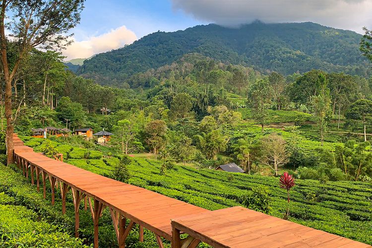 Kebun Teh Gunung Mas: Keindahan Alam dan Wisata Edukasi di Puncak Bogor