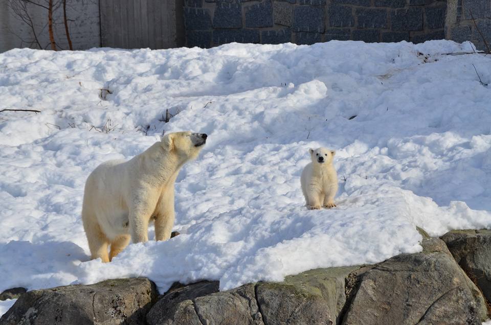 Ranua Zoo: Tempat Menemukan Keajaiban Alam di Finlandia