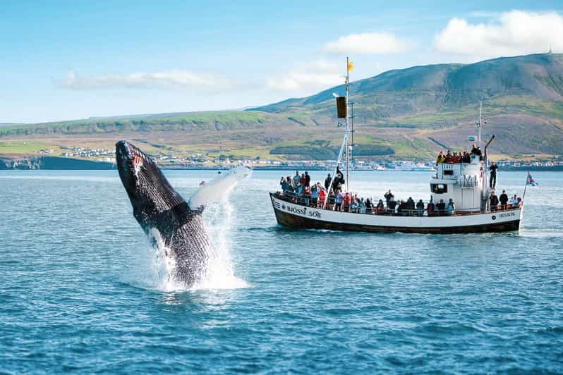 Husavik: Permata Tersembunyi di Utara Islandia