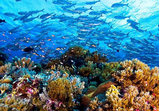 Tubbataha Reef: Permata Laut Filipina yang Mendunia